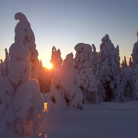 Arctic Willamo Studio-